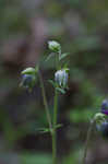 European columbine